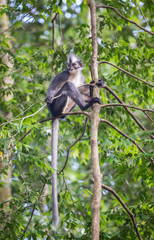 Monkey Thomas Langur sits on a high branch, and its long tail hangs (Singapore)