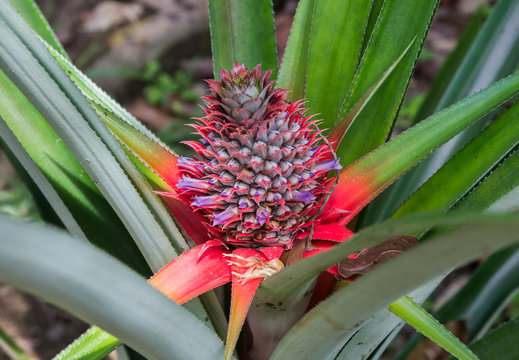 Pineapple ripens in the middle of the green and red of long leaf (Singapore)