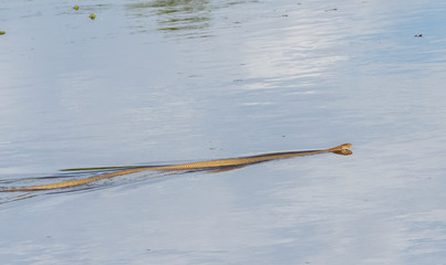 Small thin snake floats on the surface of a river in Kumai (Indonesia)