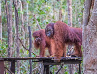 Two furry orangutan standing on strong hands on a wooden platform in the jungle in Kumai (Indonesia)