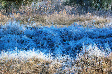 Late fall frosty morning. Rime on grass thawed in the sun