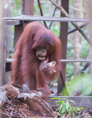 Fluffy adult orangutan standing on a snag near a wooden plank and eats (Kumai, Indonesia)