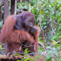 Fluffy adult orangutan sits on a snag near a wooden deck and tastes leaf (Kumai, Indonesia)