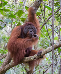 The big good-natured red orangutan sitting on a tree branch and looking to the side and tries a pin (Kumai, Indonesia)