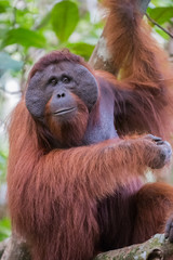 The big good-natured red orangutan sits on the branches of a tree - close-up (Kumai, Indonesia)