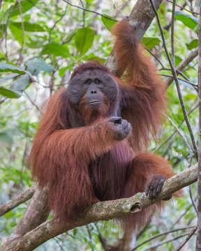 The big good-natured red orangutan sits on a branch of a tree and looking straight (Kumai, Indonesia)