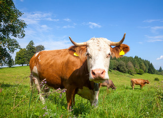 Brown cows grazing at a pasture in Bavaria