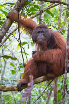 The big good-natured red orangutan sits on a branch of a tree and holding paw over the other (Kumai, Indonesia)