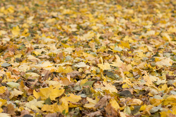 Autumn leaves texture side view