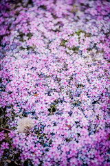 Obraz premium Sunlit flowering meadow with million Aubrieta tiny blue summer flowers background