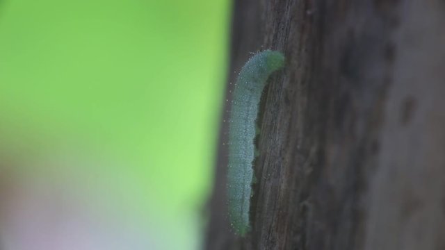 Worm walking on natural tree.