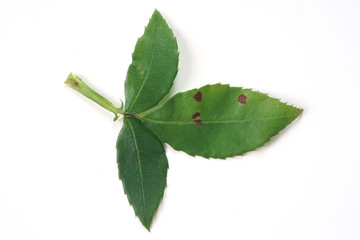 Anthracnose  ( sphaceloma rosarum )