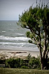 Beach and tree
