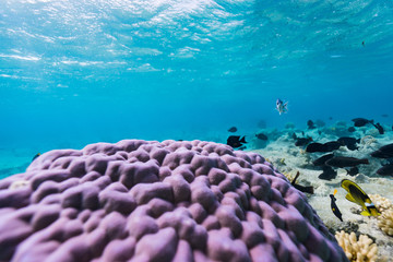 coral portrait