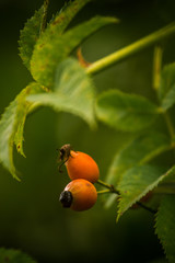 Beautiful rosehip fruits on a natural background