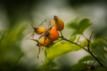Beautiful rosehip fruits on a natural background