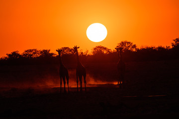 Fototapeta na wymiar Giraffe sunset