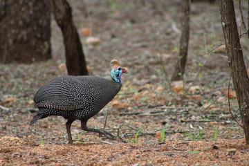 guinea fowl  