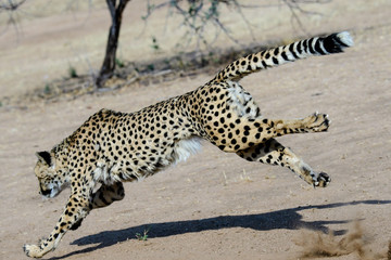 Cheetah on the move