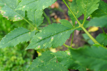 Entyloma dahliae © 7monarda