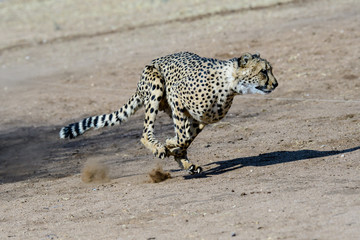 Cheetah photos, royalty-free images, graphics, vectors & videos | Adobe ...