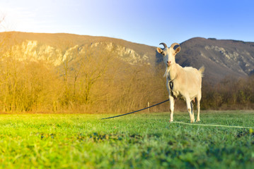 Goats grazing in beautiful countryside