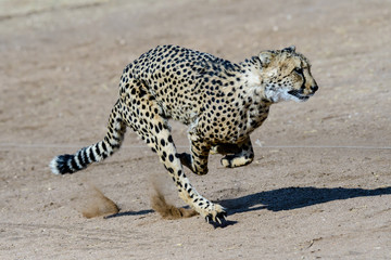 Cheetah at full tilt
