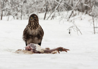 Common Buzzard (Buteo buteo) in winter