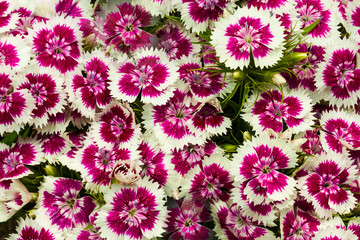 white wild-growing carnation