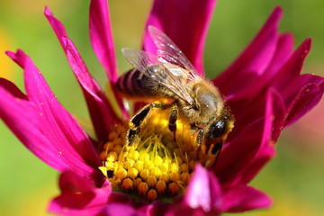 bee collecting nectar on flower closeup on a sunny day