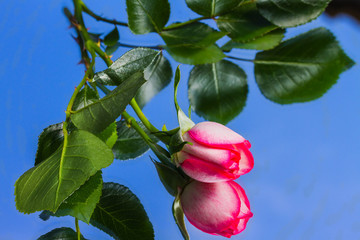 beautiful wild-growing scarlet roses