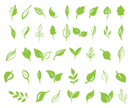 Set of hand drawn leaves, green leaf, sketches and doodles of leaf and plants, green leaves vector collection