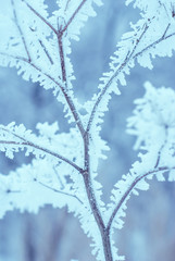 hoar-frost forest 39