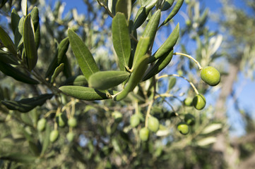 The olive Olea europaea)