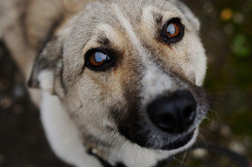 faithful dog