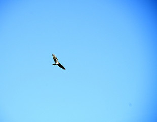 Buzzard's Fly