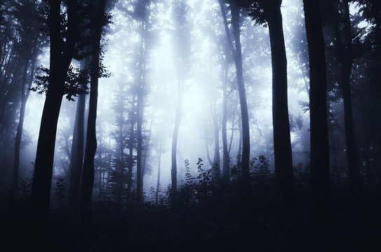 dark forest at night fantasy scene