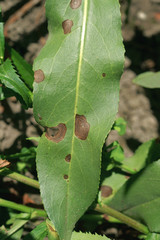 Leaf spots on the Senecio