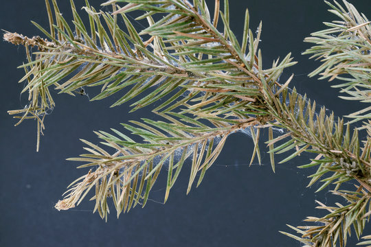 Spruce spider mite ( Oligonychus ununguis ) on spruce