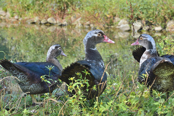 Musk ducks 7
