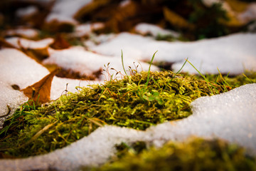 Green moss with first layer of snow