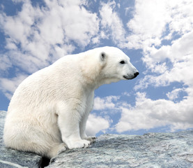 Naklejka na ściany i meble Spielende Eisbären vor blauem Himmel :)
