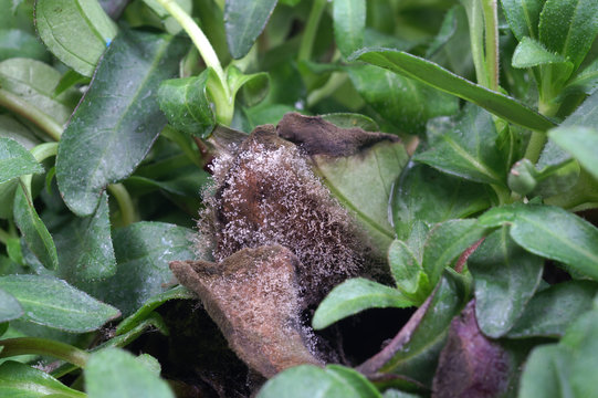 Gray mold / Botrytis cinerea / Botryotinia