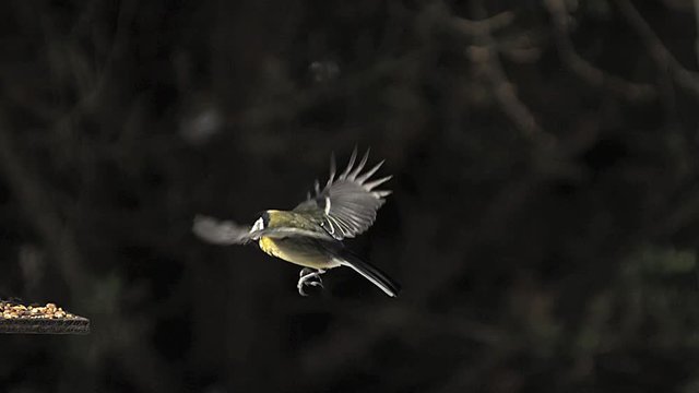 Great Tit, parus major, Adult in Flight, Landing on Trough, Normandy, Slow motion