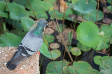 Pigeon on Elephant pond, Anuradhapura, Sri Lanka.