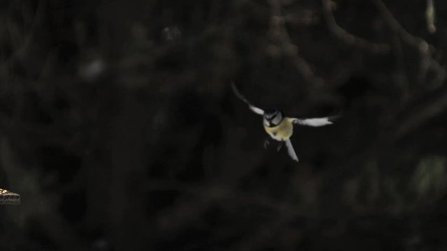 Blue Tit, parus caeruleus, Adult in Flight, Normandy, Slow motion