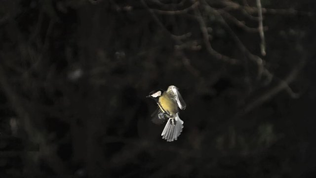 Great Tit, parus major, Adult in Flight, Landing on Trough, Normandy, Slow motion