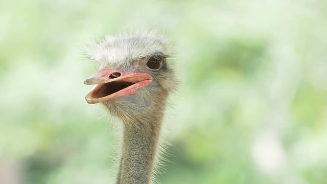 Close up ostrich bird head and neck.
