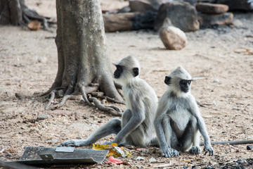 Gray langurs in ancient city of Anuradhapura, Sri Lanka.