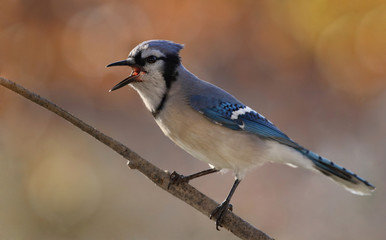 geai bleu